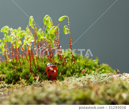 Mossy tussock after rain 31293038