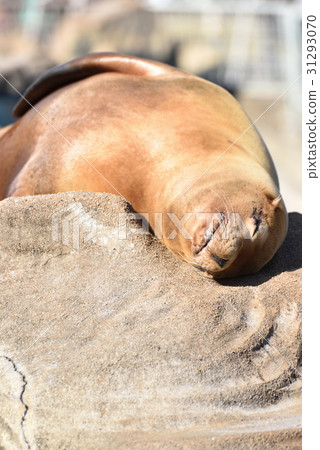 Sea lion 31293070