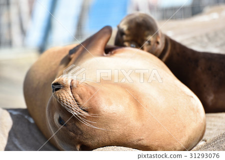 海獅 海獅 31293076