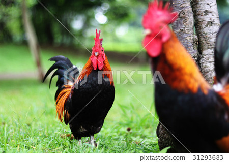 cock cock 31293683