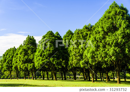 fir and pine trees in Nantou, Taiwan. 31293732