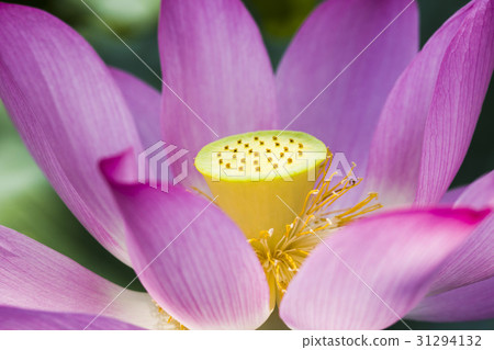 Lotus Flower 31294132