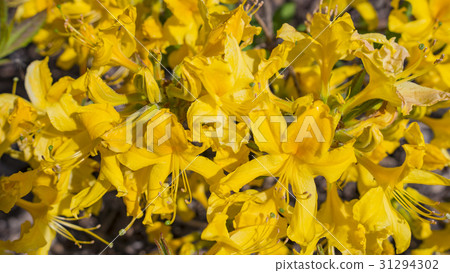 Blooming Yellow rhododendrons. Macro. 31294302