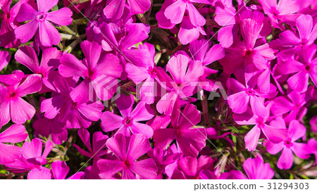 Blooming red flowers in the garden. Macro. Blooming red flowers in the garden. Macro. 31294303
