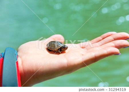 Small sea turtle Small sea turtle 31294319