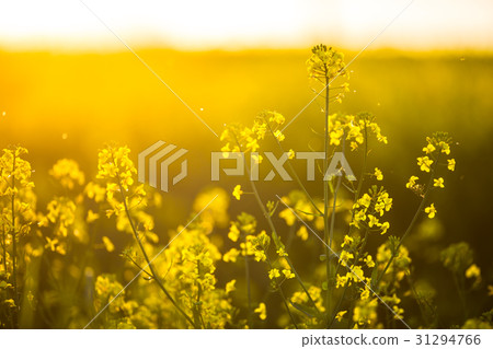 Detail of a rape of oil in a field at sunset. Detail of a rape of oil in a field at sunset. 31294766