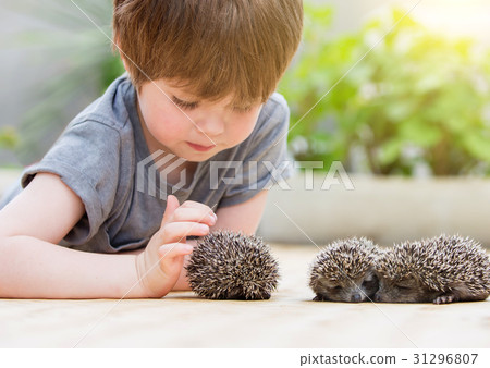 Little boy playing with hedgehog Little boy playing with hedgehog 31296807