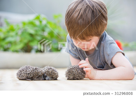 Little boy playing with hedgehog Little boy playing with hedgehog 31296808