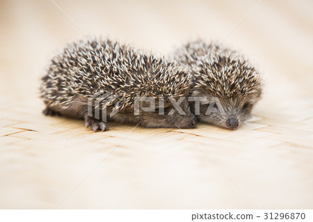 Three little Hedgehog portrait 31296870