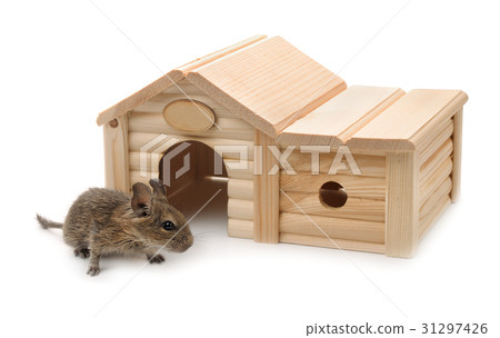 Degu beside small wooden pet house Degu beside small wooden pet house 31297426