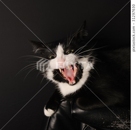 Black and White Cat Predator Licks in the camera Black and White Cat Predator Licks in the camera 31297630