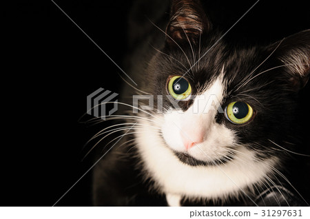 A black and white cat with a charming adorable A black and white cat with a charming adorable 31297631