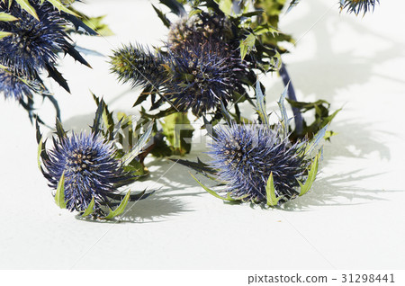 Blue thorn Eryngium Alpi in nature. Close. 31298441