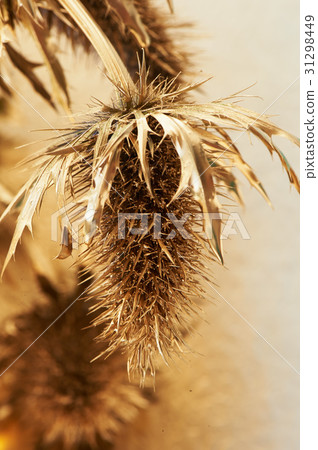 Thorn eryngium , painted with gold paint.Gold Thorn eryngium , painted with gold paint.Gold 31298449