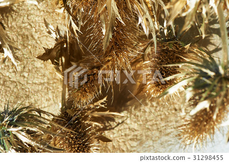 Thorn eryngium , painted with gold paint.Gold 31298455