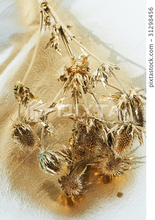 Thorn eryngium , painted with gold paint.Gold 31298456