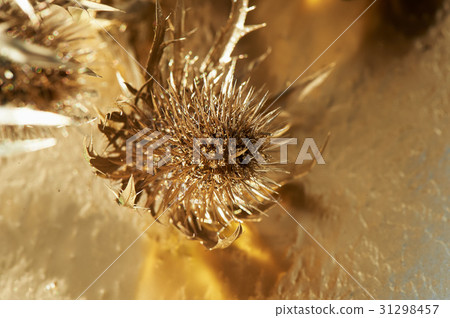 Thorn eryngium , painted with gold paint.Gold Thorn eryngium , painted with gold paint.Gold 31298457
