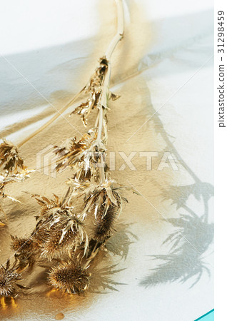Thorn eryngium , painted with gold paint.Gold 31298459