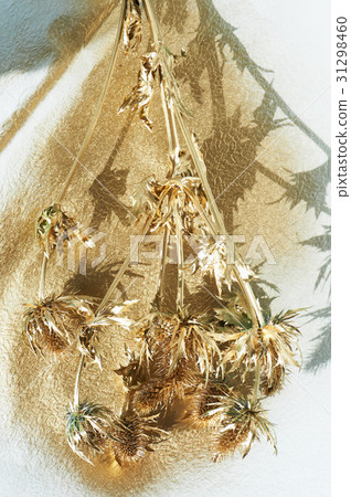Thorn eryngium , painted with gold paint.Gold 31298460