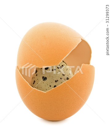 Quail Egg Quail Egg 31299373