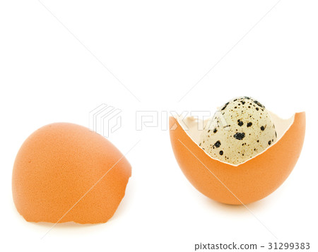 Quail Egg 31299383