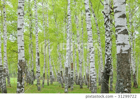 Birch forest in the spring Birch forest in the spring 31299722