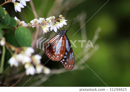 Asagi mandara和鮮花 31299825