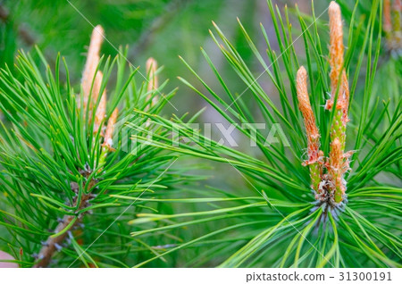 Close-up photo of pine branch. Close-up photo of pine branch. 31300191