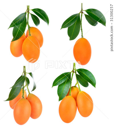 sweet Marian plum thai fruit isolated on white sweet Marian plum thai fruit isolated on white 31300257
