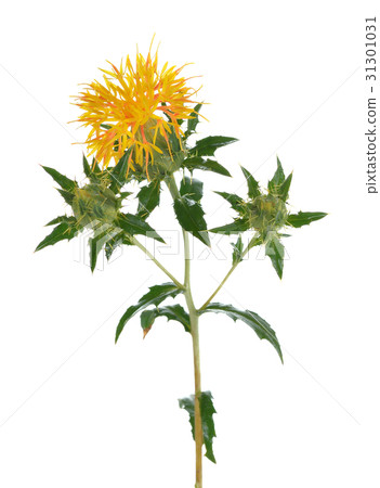 Yellow Safflower isolated on white background Yellow Safflower isolated on white background 31301031