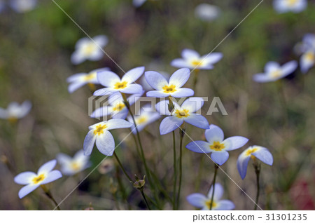 69608 Hinasou 31301235