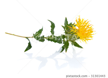 Yellow Safflower isolated on white background 31301443