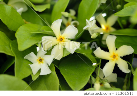 69622 Tei Ka Zera 31301515