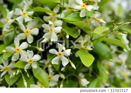 69624 Tei Ka Zera 31301517