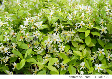 茶Cazera 茶Cazera 31301520