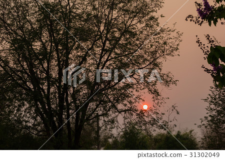 Silhouette leaves and trees Silhouette leaves and trees 31302049