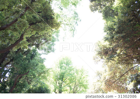 Wakaba fresh green forest bath leaf refreshing green Wakaba fresh green forest bath leaf refreshing green 31302086