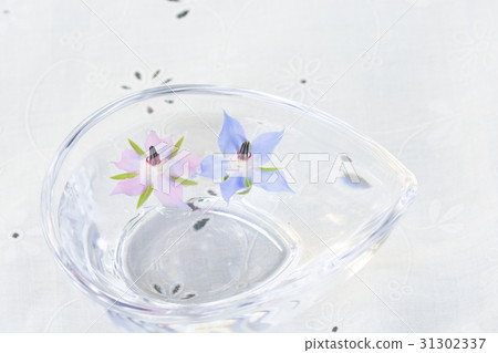 琉璃苣花漂浮在水中 31302337