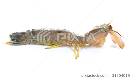 mantis shrimp on a white background, 31304019
