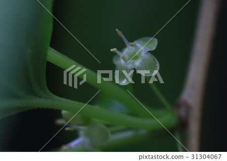Natural plant aohada, up male flowers. Light green and translucent petals are beautiful Natural plant aohada, up male flowers. Light green and translucent petals are beautiful 31304067