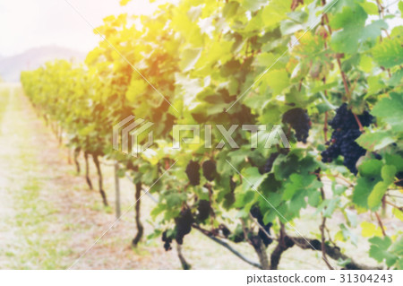 Bunch of ripe grapes in the vineyards 31304243