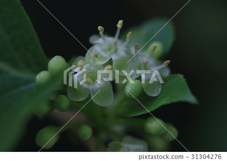 Natural plant Ao-hada, a flower of a modest shade on a small but clean and unobtrusive beauty 31304276