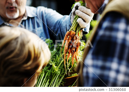Senior Man Showing Fresh Harvest Carrots Senior Man Showing Fresh Harvest Carrots 31306088