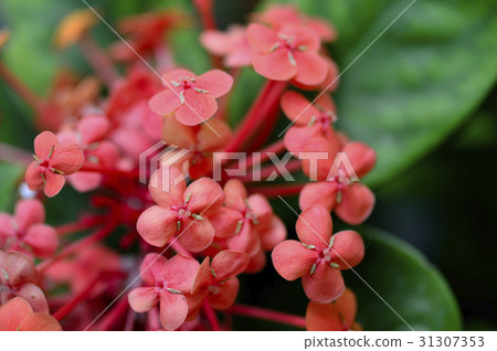 69751 Santanka 31307353