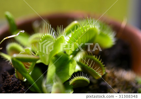 69763 Fried rice 31308348