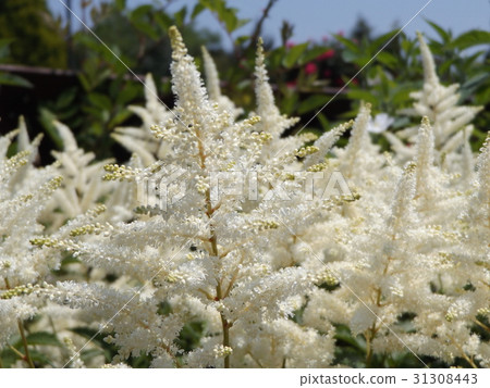 Spike-shaped white flowers of Astilibe 31308443