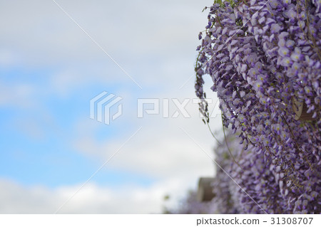 富士島的富士花 富士島的富士花 31308707