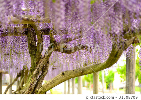 富士島的富士花 31308709