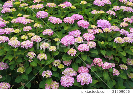  hydrangea 31309066