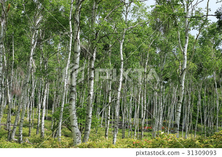Early summer of Birch woodland plateau 31309093
